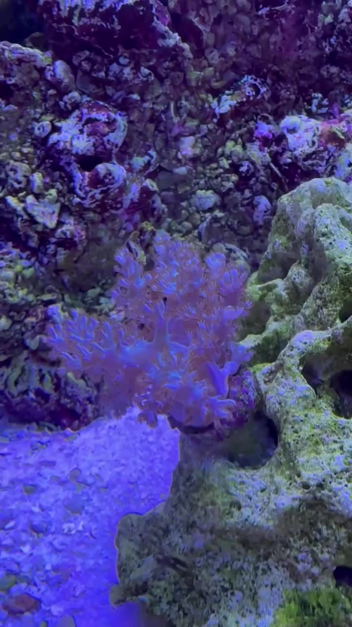 Kenya Tree Coral