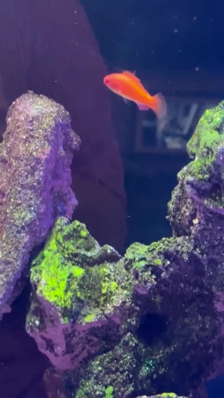 McCosker's Flasher Wrasse