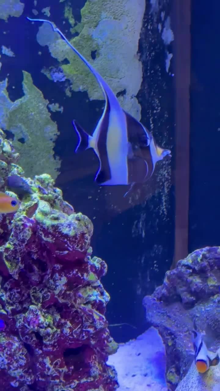 Moorish Idol