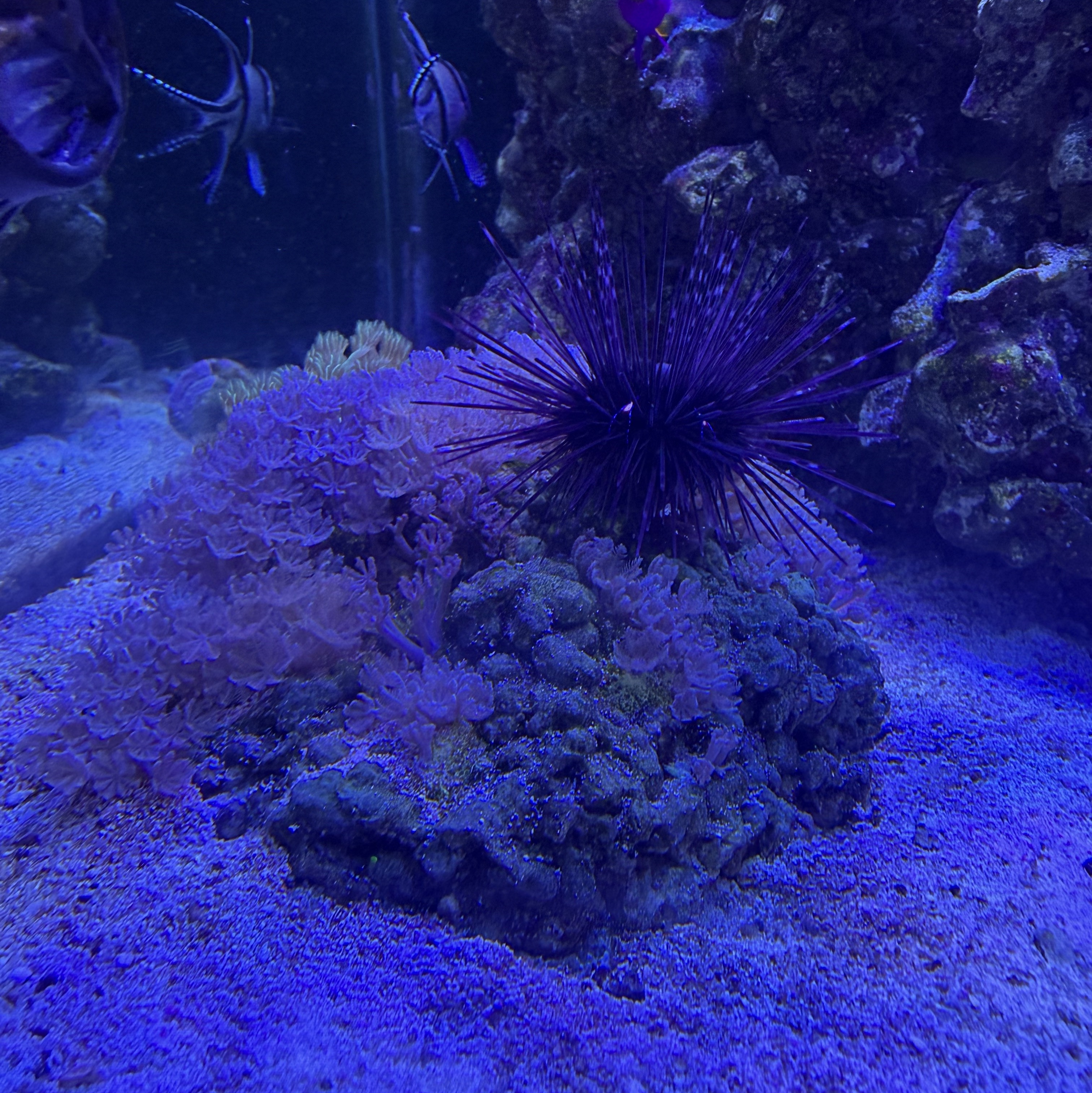 Black Long-Spined Sea Urchin