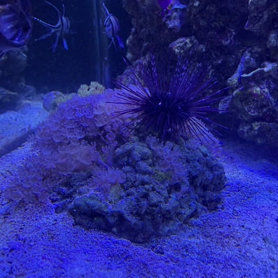 Invertebrate Library Preview