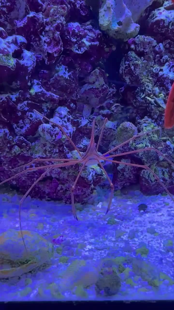 Arrow Crab