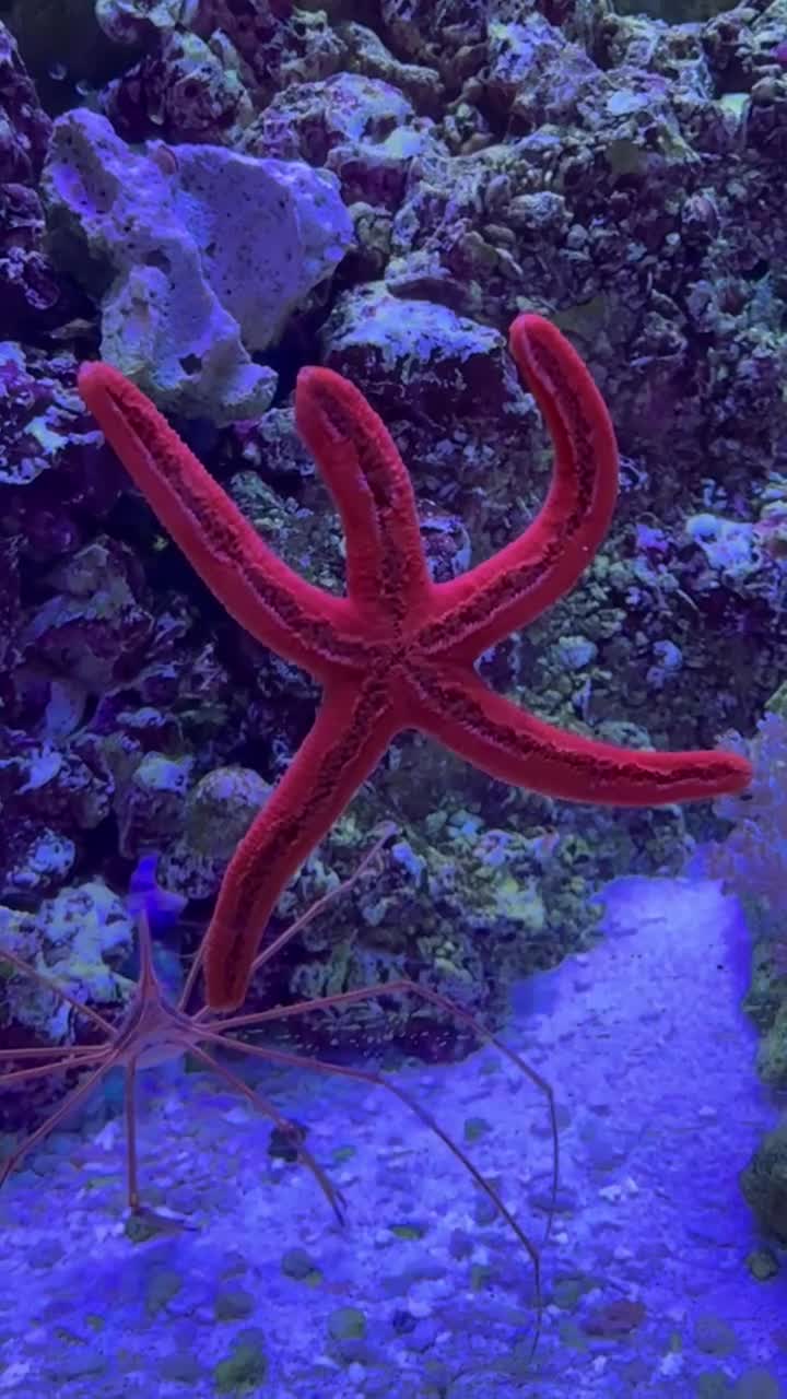 Orange Linckia Starfish