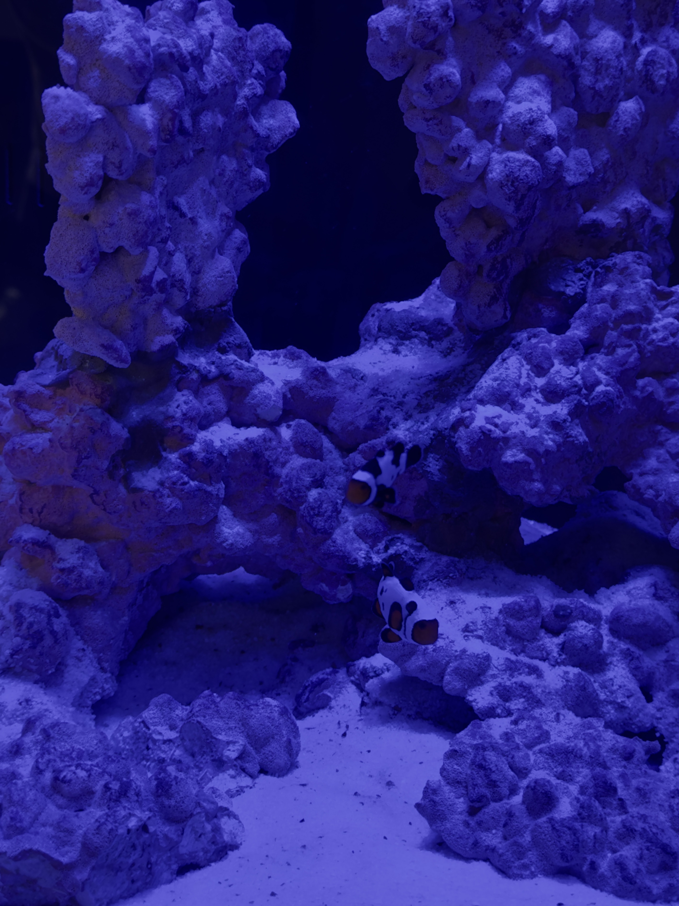 Ocellaris Clownfish