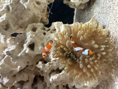 Fish Library Preview