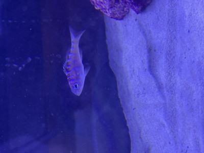 Fish Library Preview