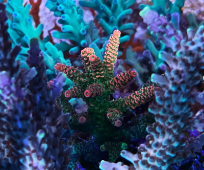 JF Solar Flare Acropora