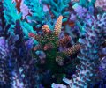 JF Solar Flare Acropora
