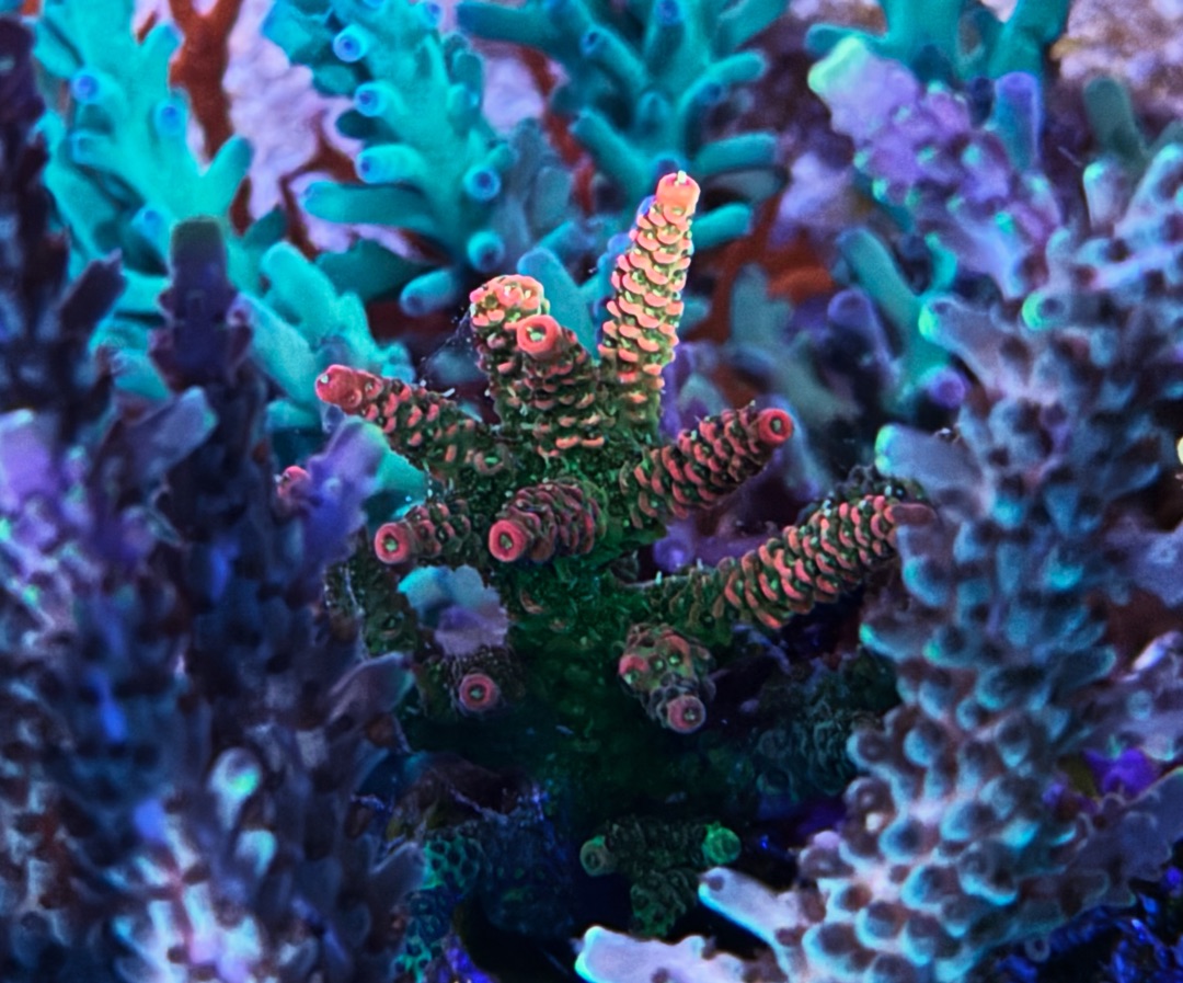 JF Solar Flare Acropora