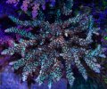 Vivid Rainbow Delight Acropora