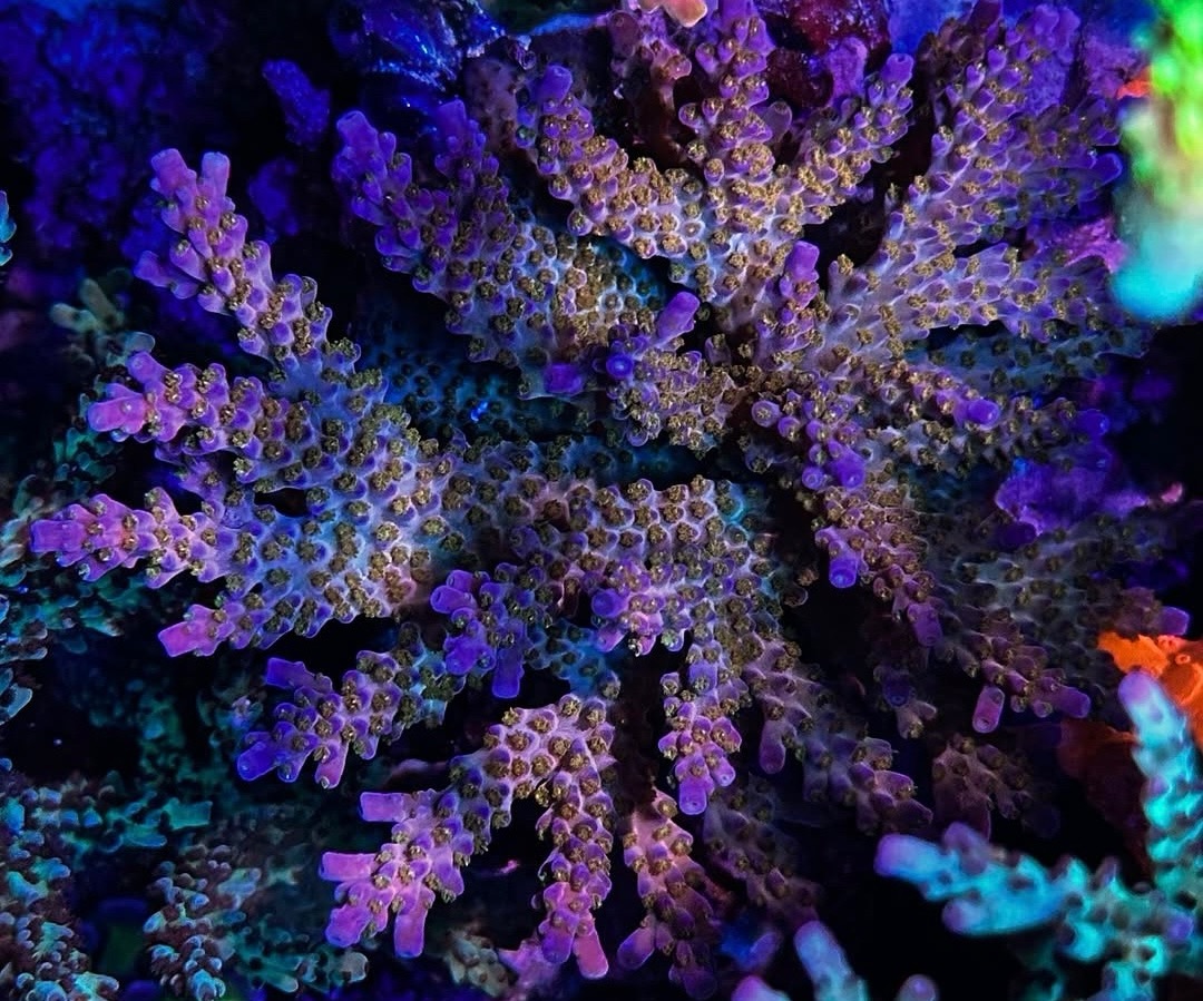 Route 66 Merlin Staff Acropora