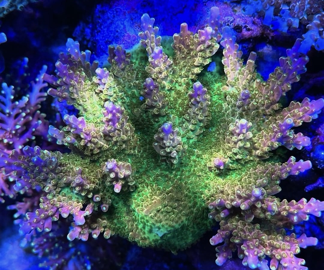 Master Yoda Acropora