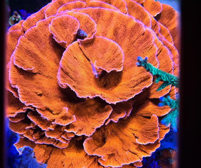 Coral Library Preview