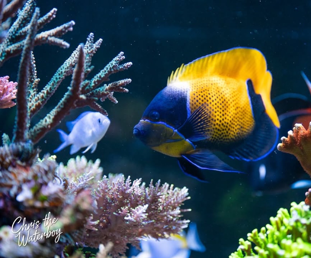 Majestic Angelfish