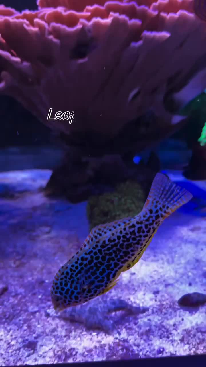 Meleagris Leopard Wrasse