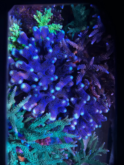 Purple Milka Stylo (Frag)