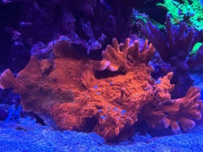 Orange M. Setosa (Frag)