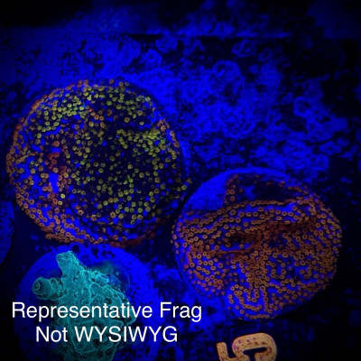 Rainbow Encrusting Monti (Frag)