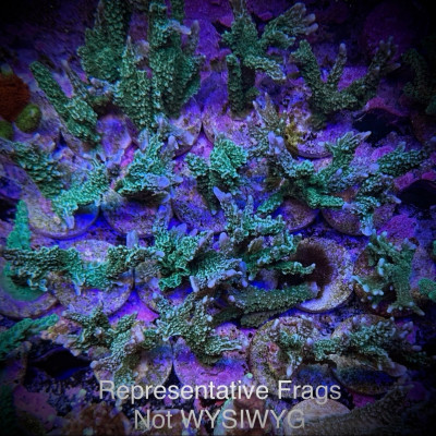 Elkhorn M. Hirsuta (Frag)