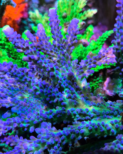 Poletti Yellow Tip (Frag)