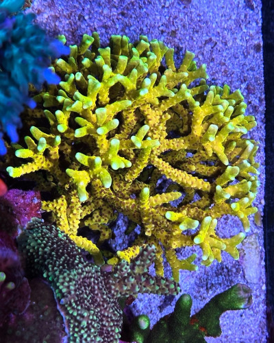 RRC Goldenrod (Frag)