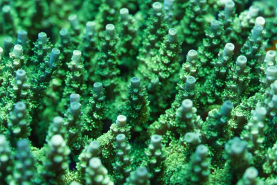 ATL Ultimate Green Tenuis (Frag)