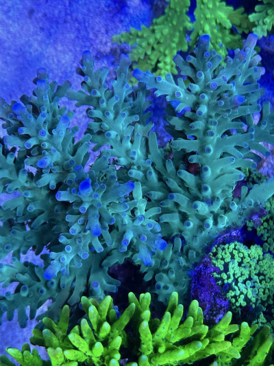 SSC Blue Bottlebrush (Frag)