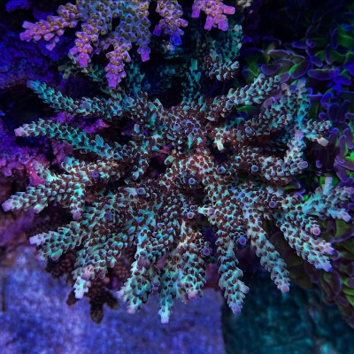 Vivid’s Rainbow Delight (Frag)