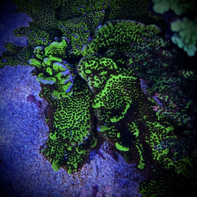 Montipora Spongodes(Frag)