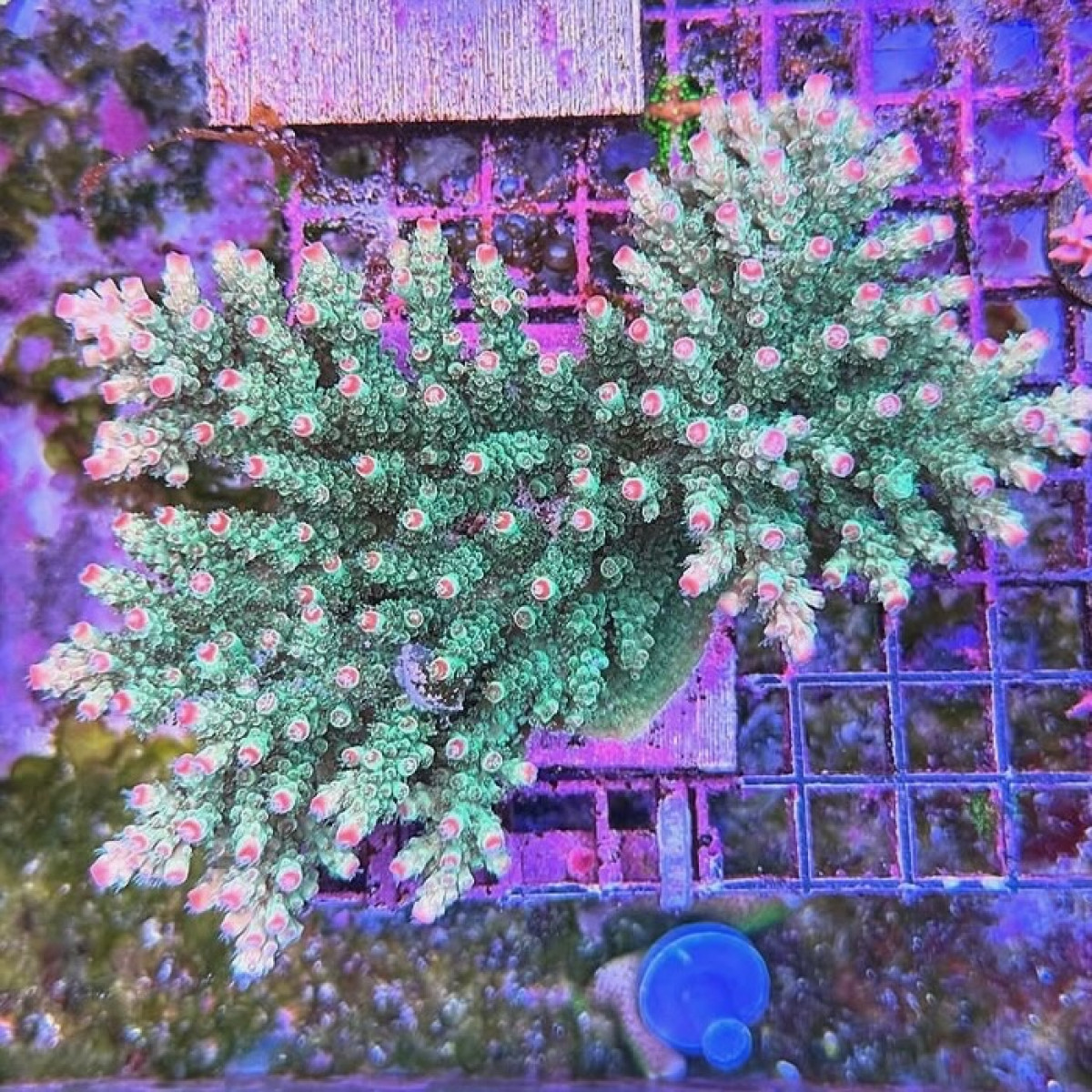 Rebel’s Pink Tip Sarmentosa (Frag)