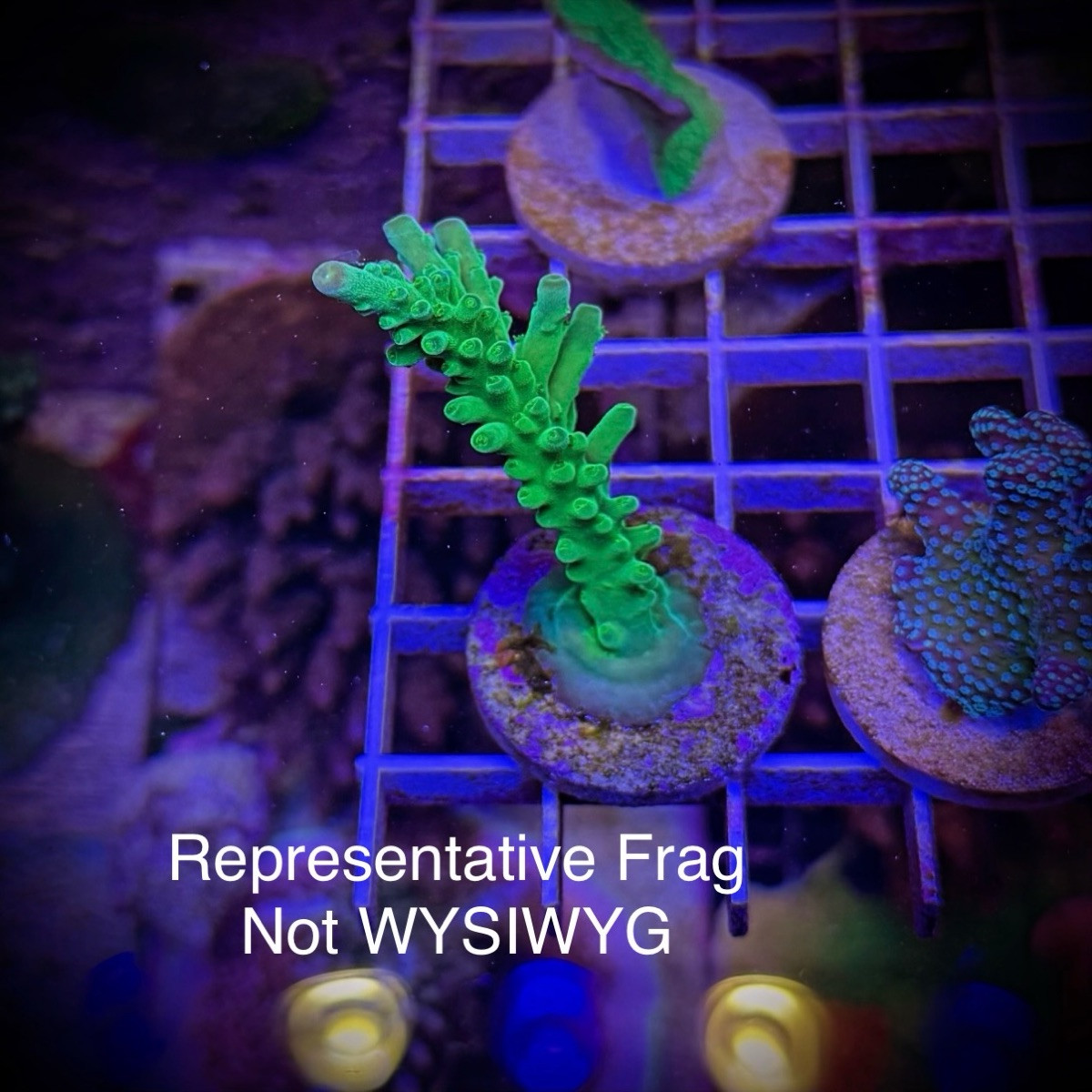 ORA Frogskin (Frag)