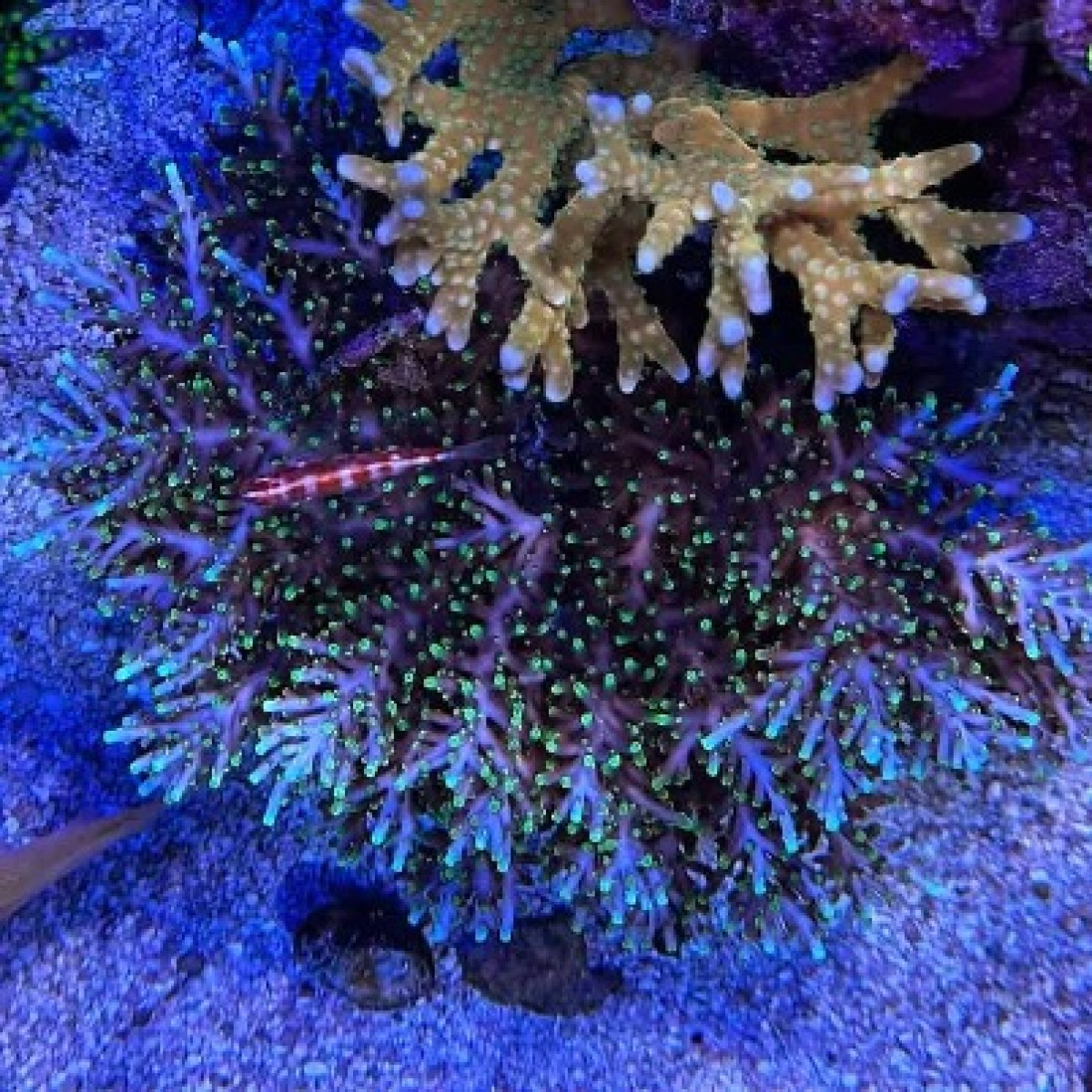 RMF Last Fragon (Frag)