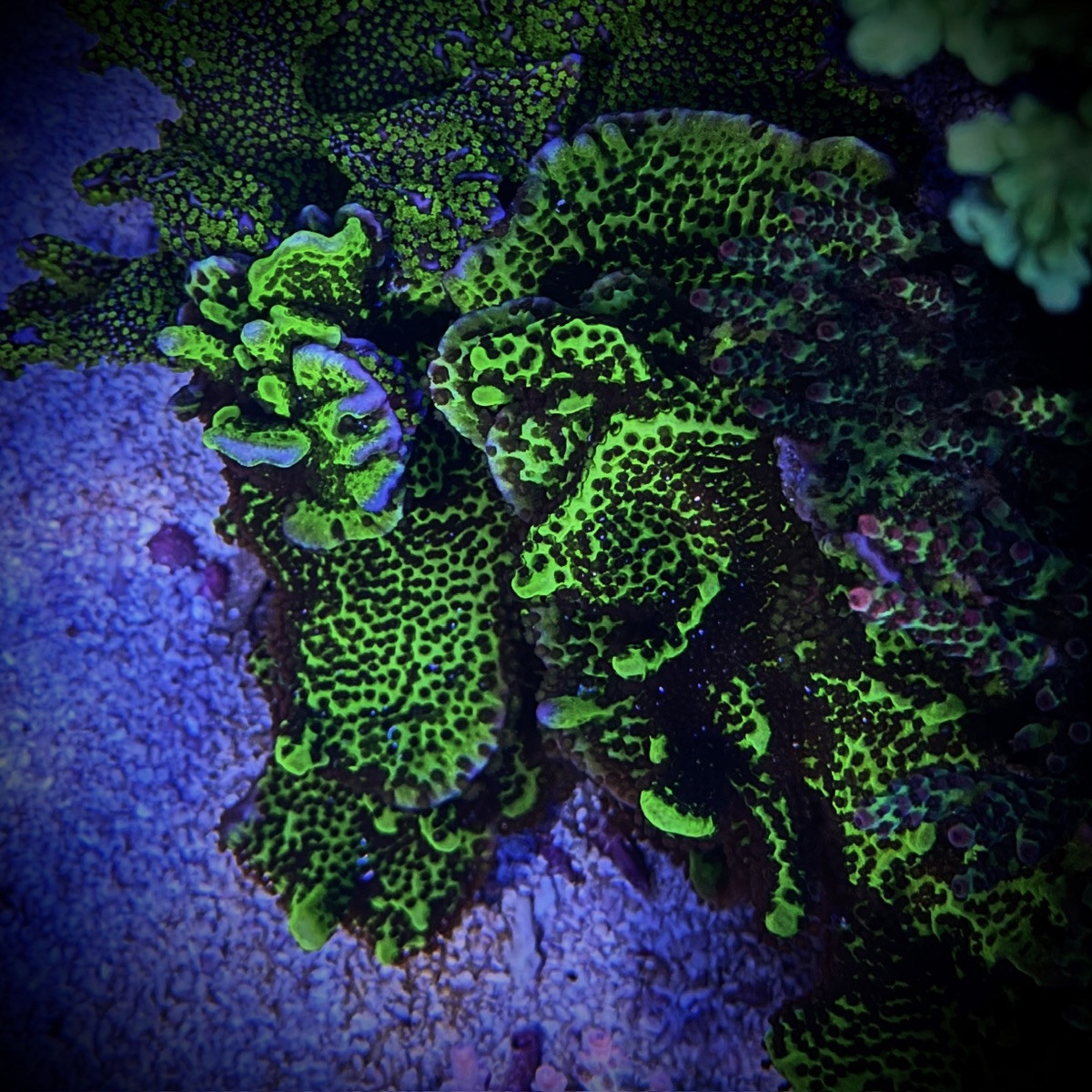 Montipora Spongodes(Frag)