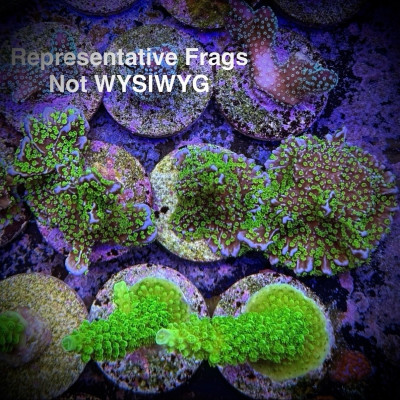 Tubb’s M. Stellata (Frag)