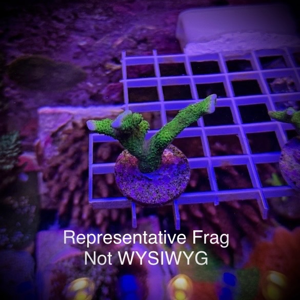 Green Montipora Digitata (Frag)