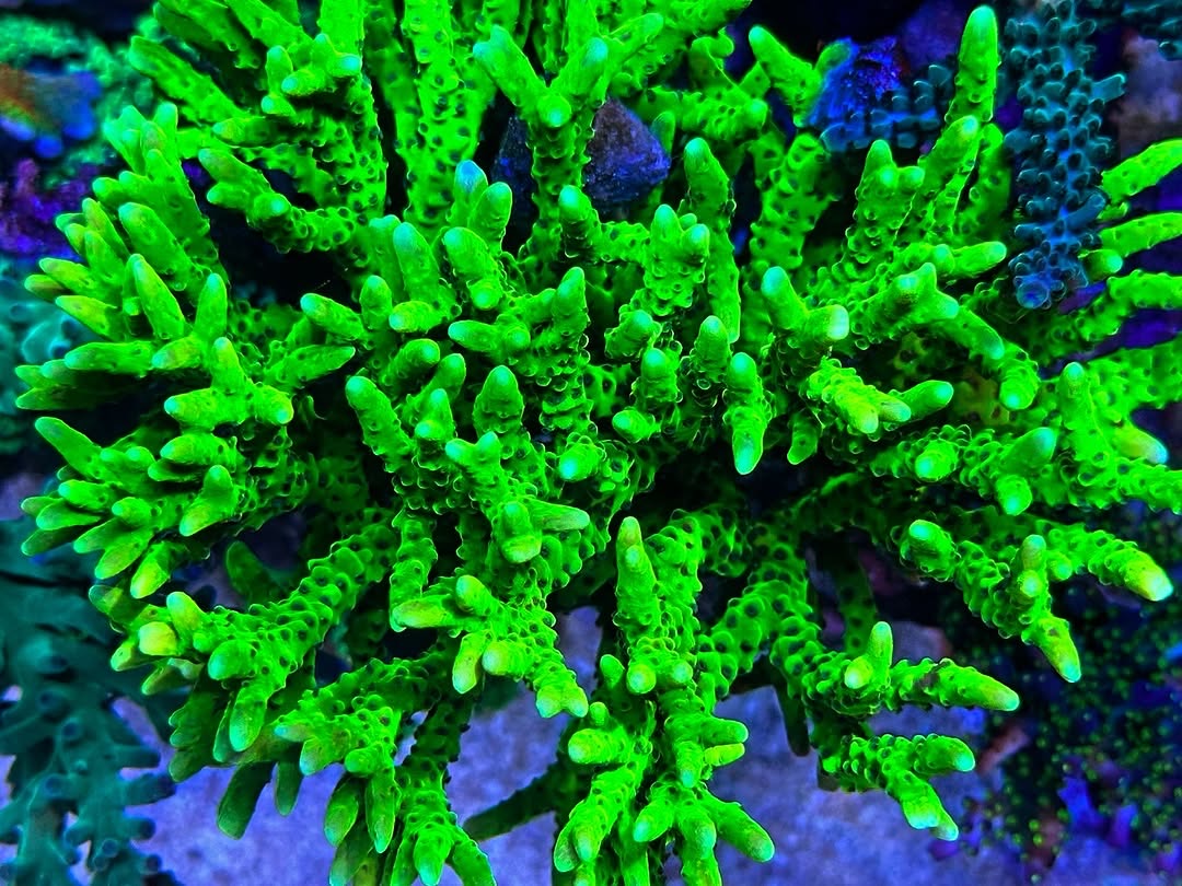 Green Goblin Anacropora (Frag)