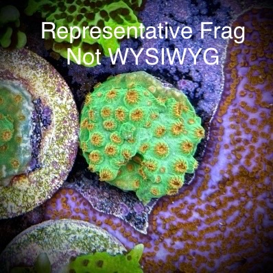 Reptar Cyphastrea (Frag)