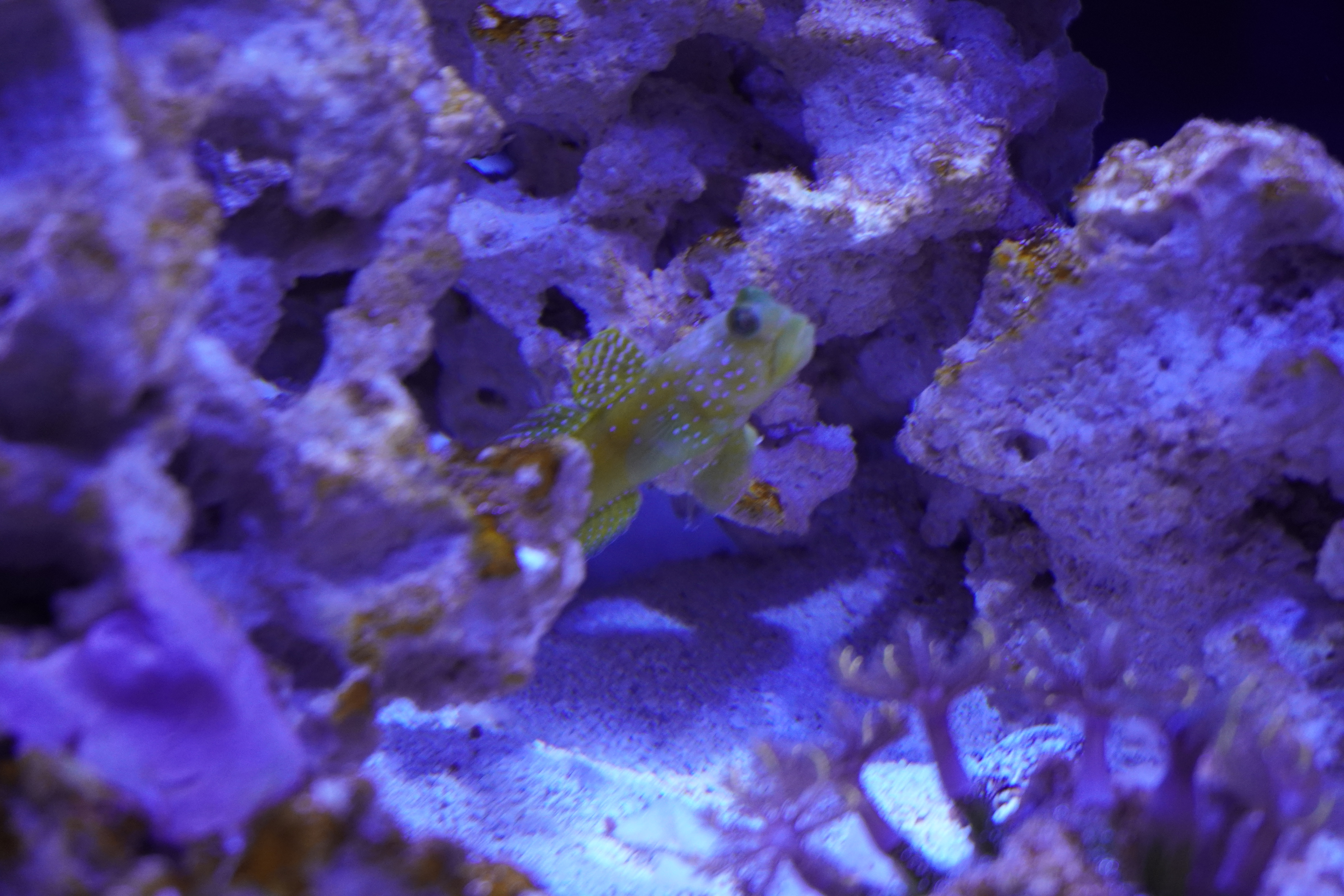 Yellow Watchman Goby