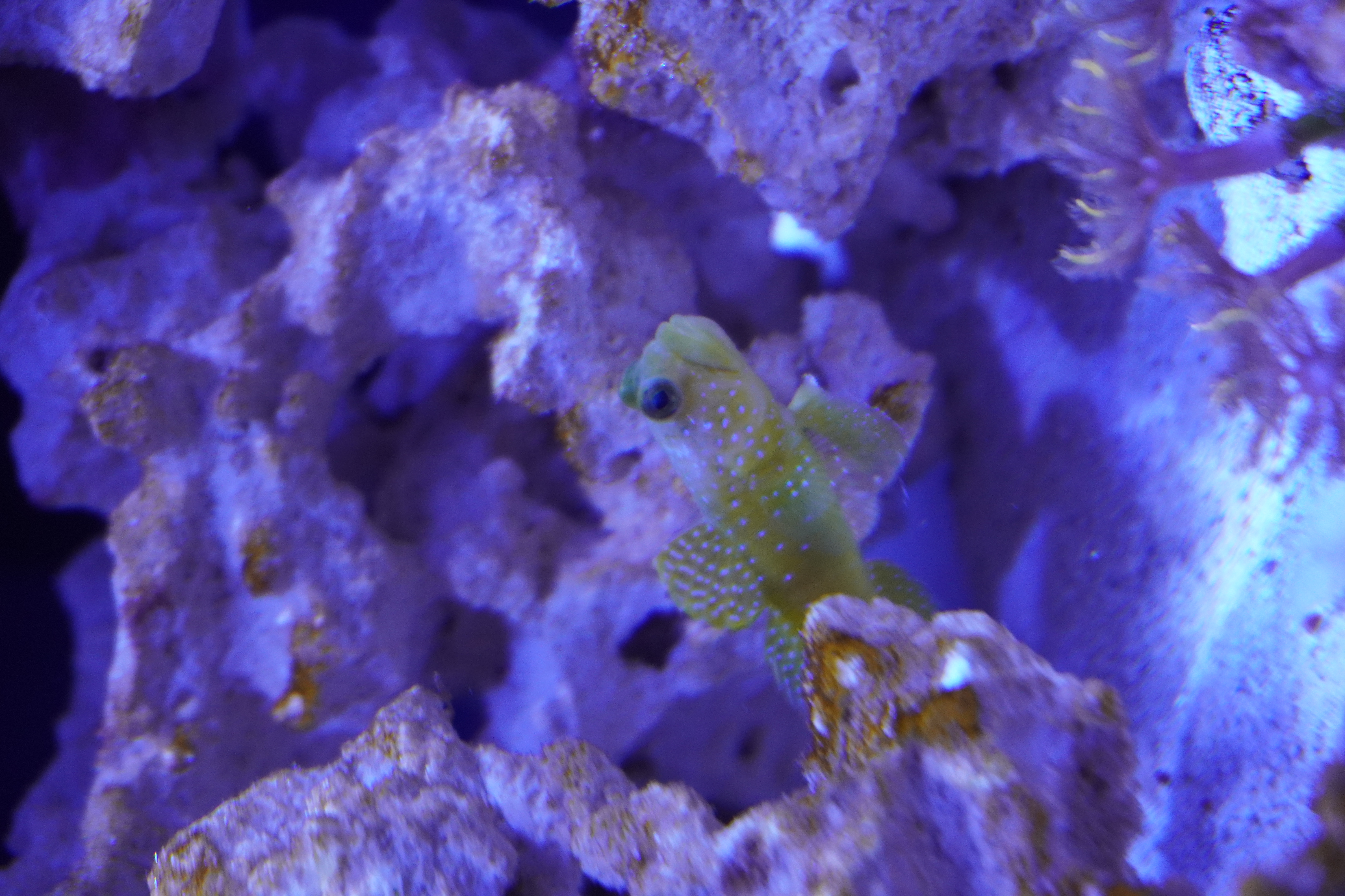 Yellow Watchman Goby