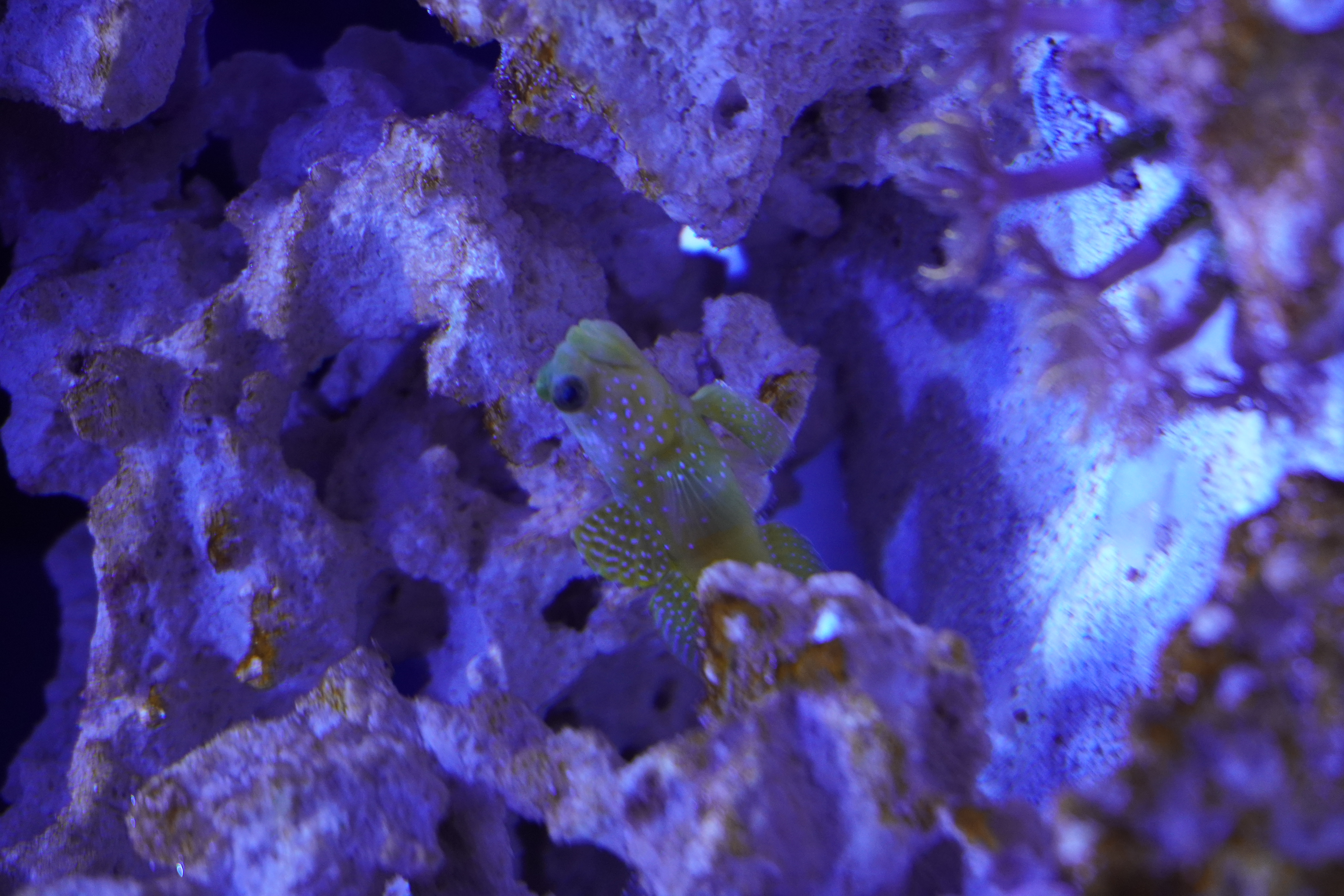 Yellow Watchman Goby