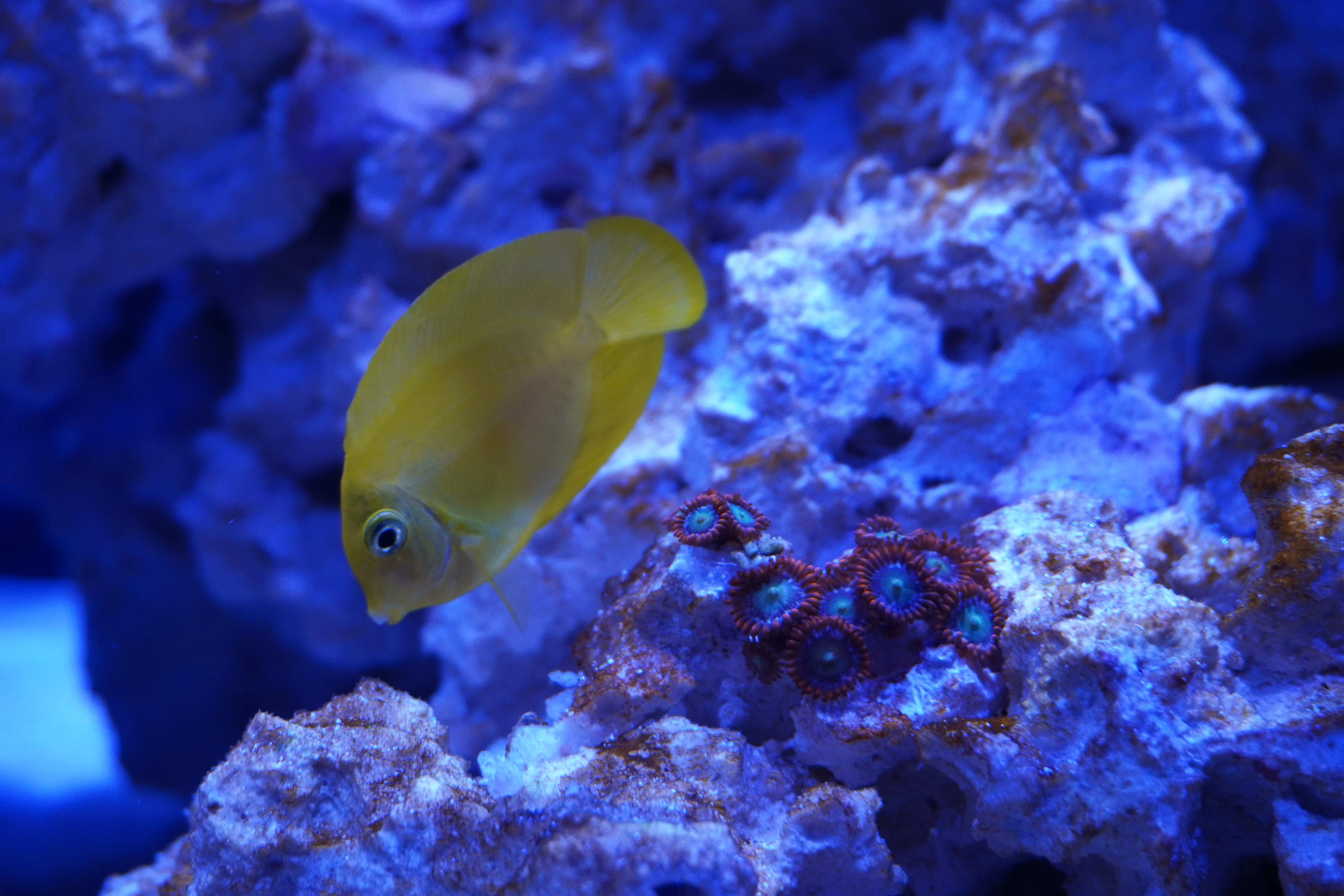 Lemonpeel Mimic Tang