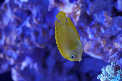 Lemonpeel Mimic Tang