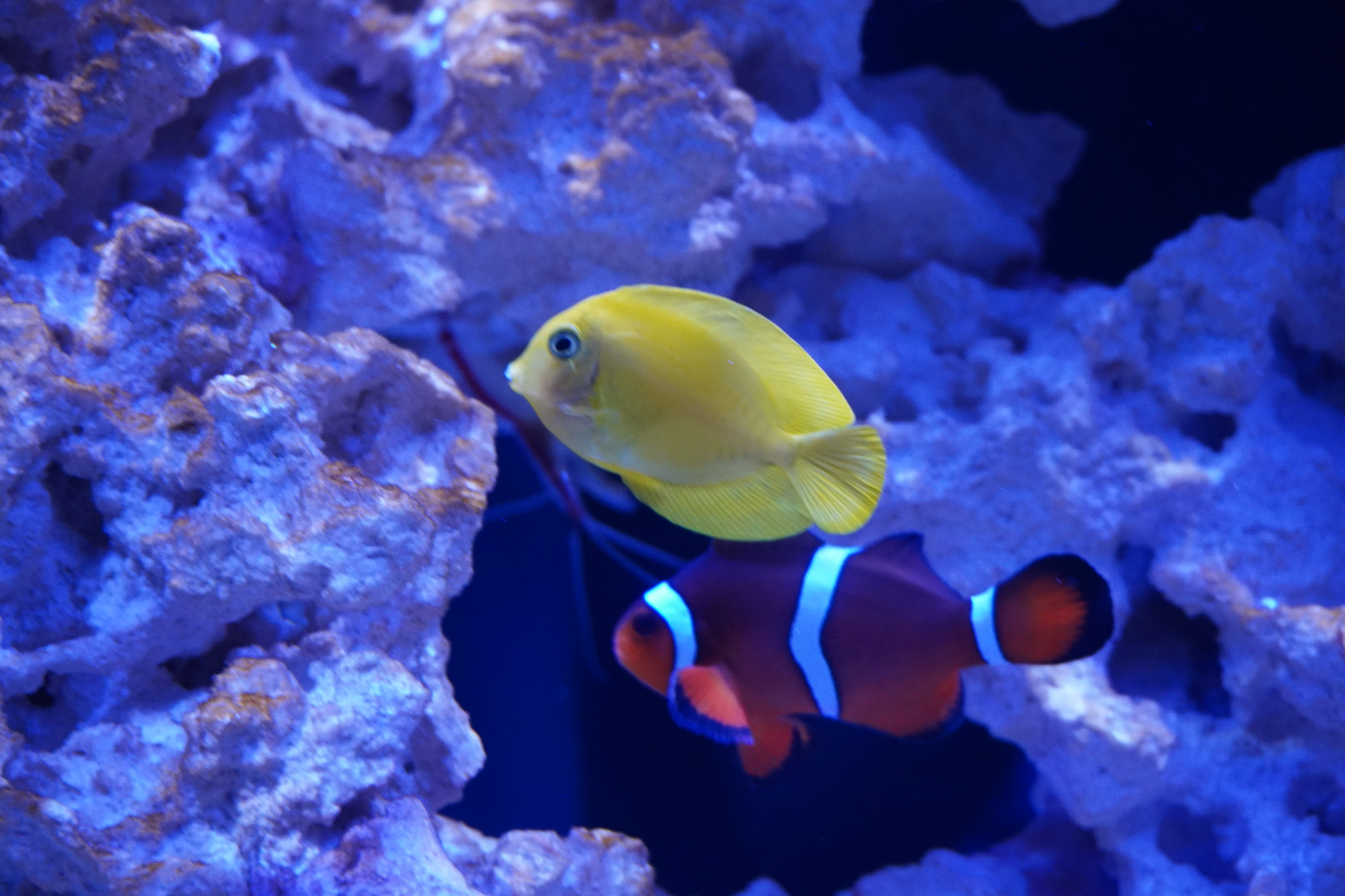 Lemonpeel Mimic Tang