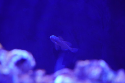 Fish Library Preview