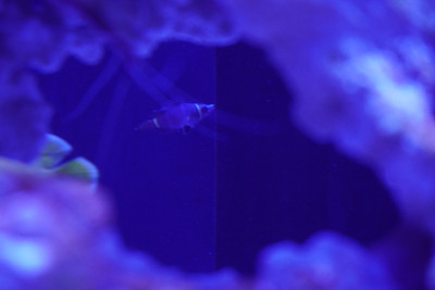 Fish Library Preview