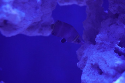 Fish Library Preview