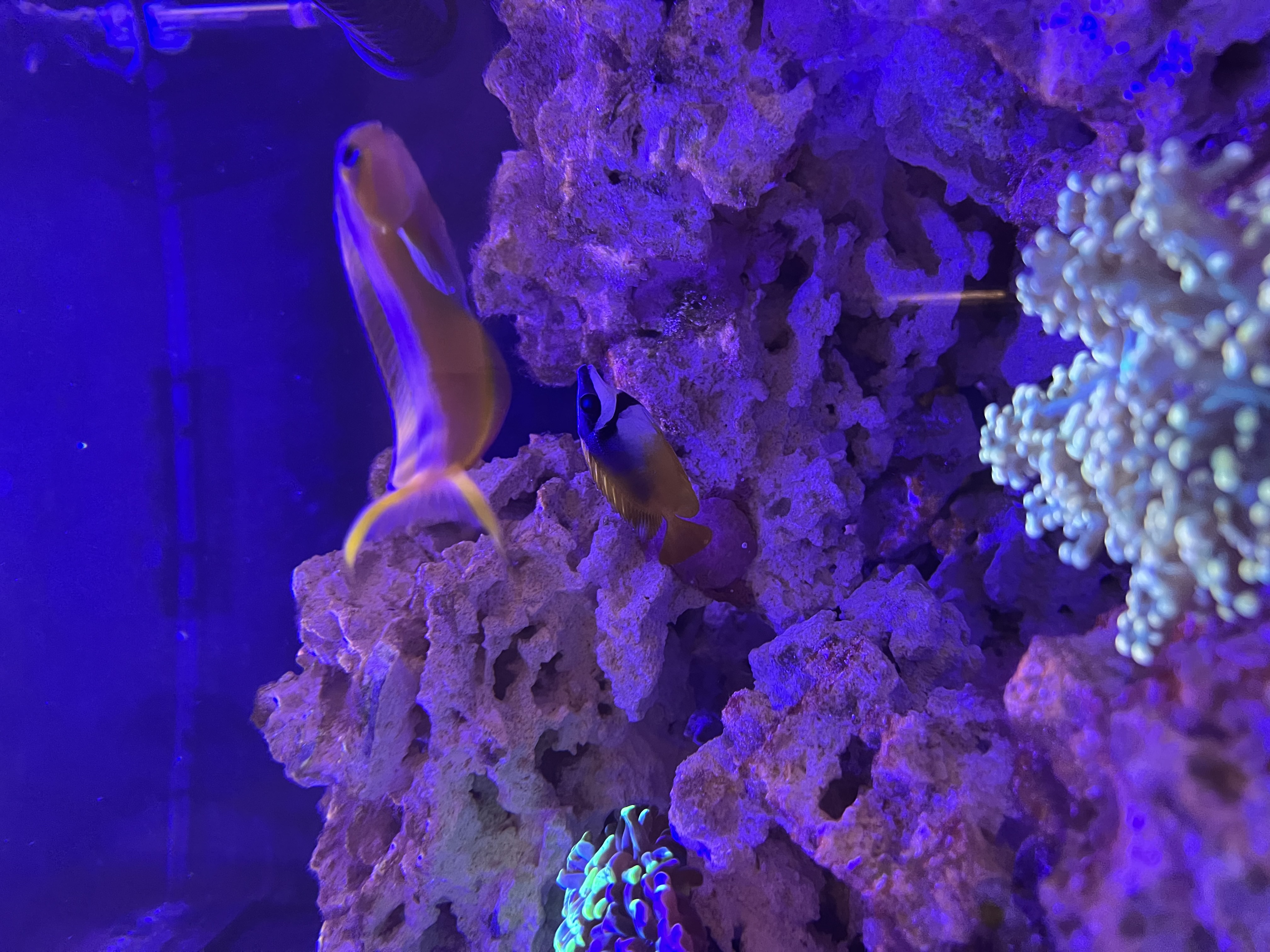 Foxface Rabbitfish