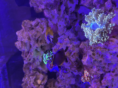 Fish Library Preview