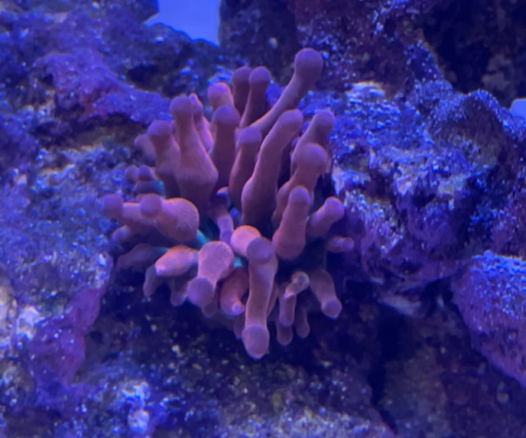 Rainbow Bubble Tip Anemone