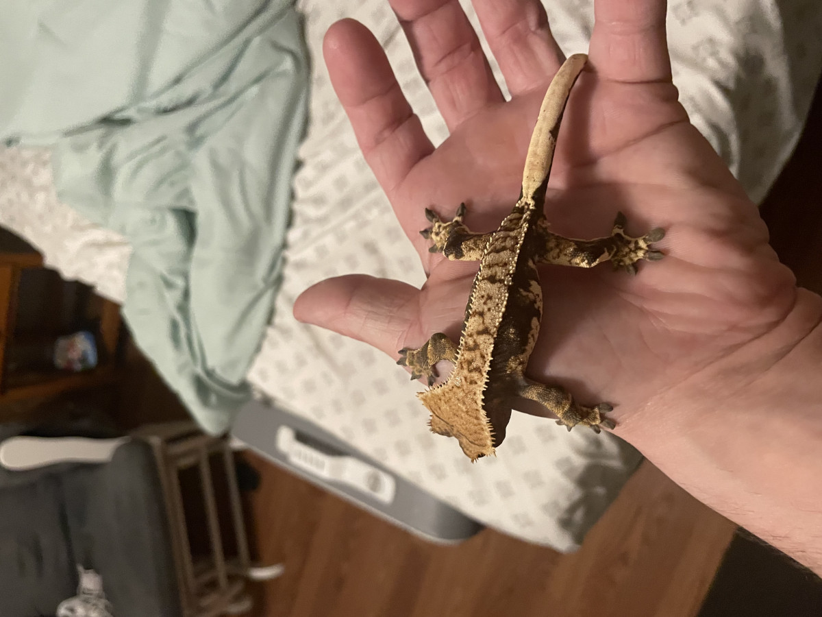 Crested gecko
